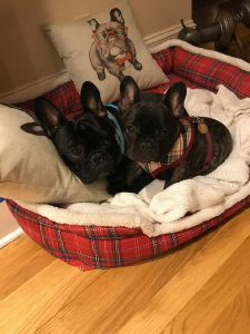 past puppies (1).jpg